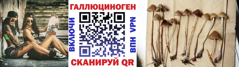 Псилоцибиновые грибы Cubensis  гидра рабочий сайт  Мурманск  хочу наркоту 
